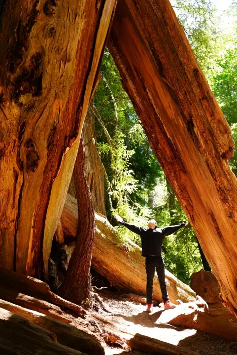 Photographed in Redwood Park.