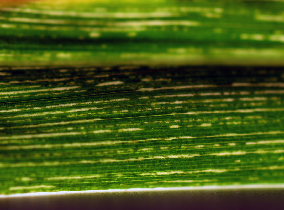 Rabdovirus maíz Maurino IPAVE INTA para enfermedades de maíz