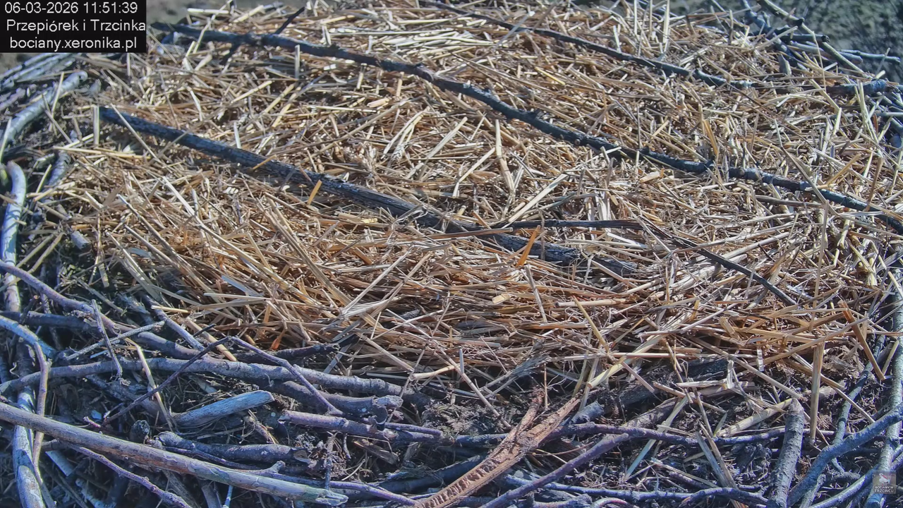 06032026 Prace przy gnieździe 0
