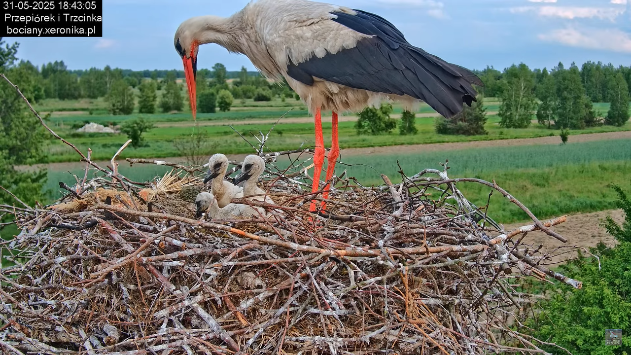 31052025bociany22