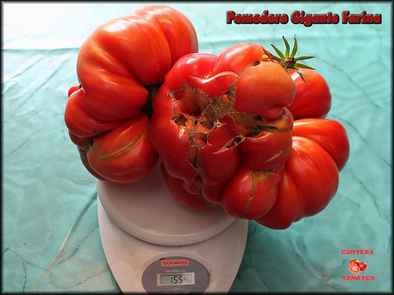 [Bild: Pomodoro-Gigante-Farina-03082024.jpg]