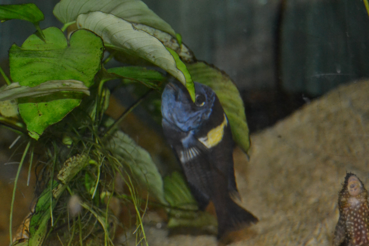 Maswa femelle lâché 4