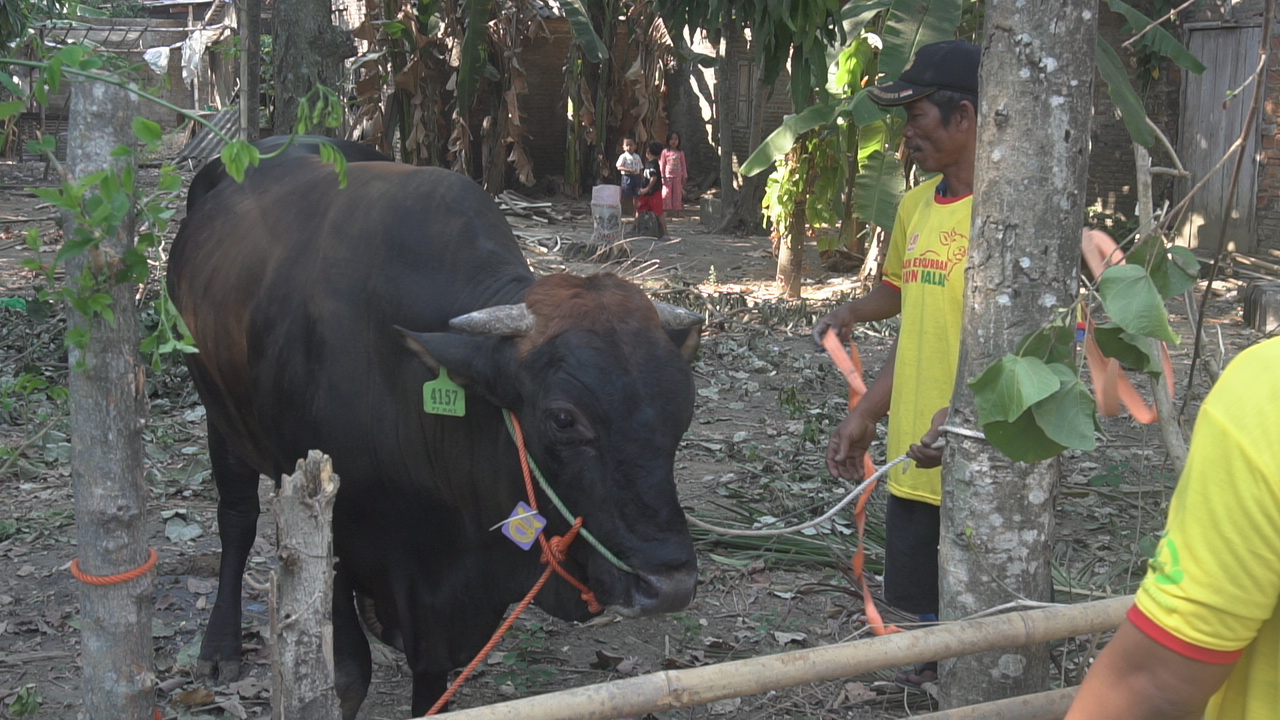 Warga Klodran Solo mendapat bantuan sapi kurban seberat 1 ton dari PT Bintang Toedjoe-Tribunnews