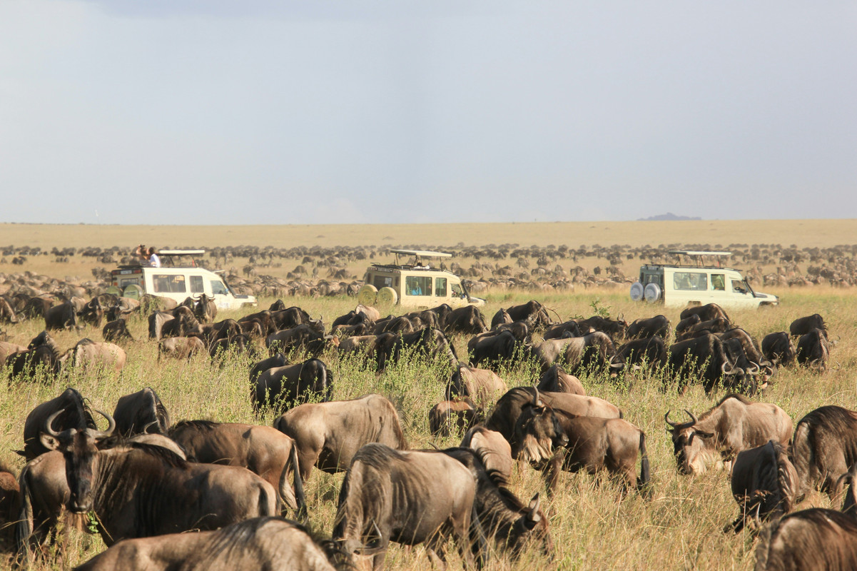  Safari
							Adventure
