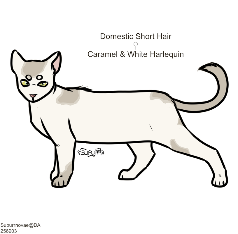 Caramel-White-DSH.png
