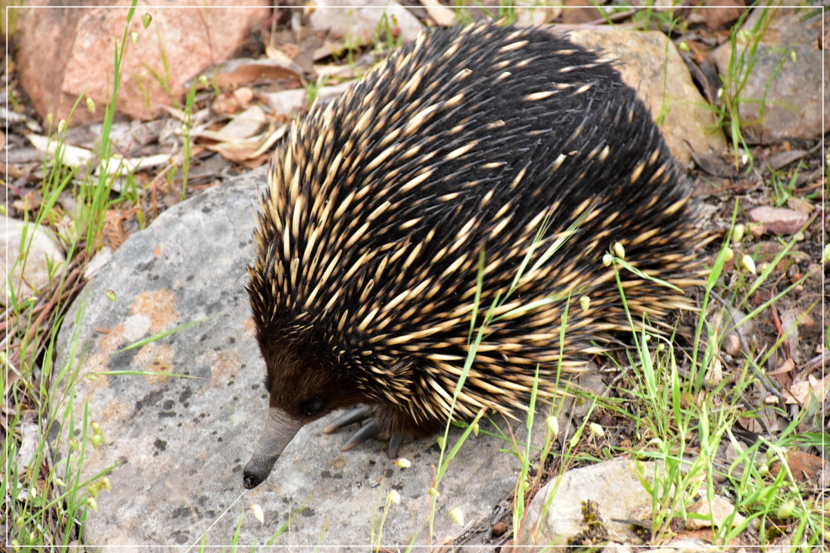 Australia (I): toma de contacto - Blogs de Australia - Grampians National Park (21)
