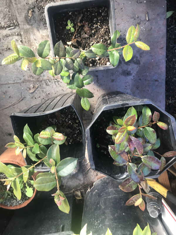 AB30B2F1-1976-4768-87E1-5E5A32A7B1D4