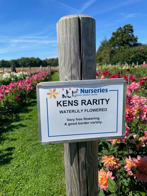 kens-rarity.jpg
