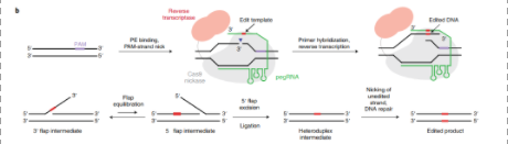 CRISPR-Cas-7.png