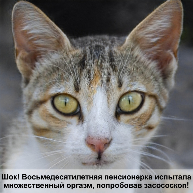 какая кошка самая ручная