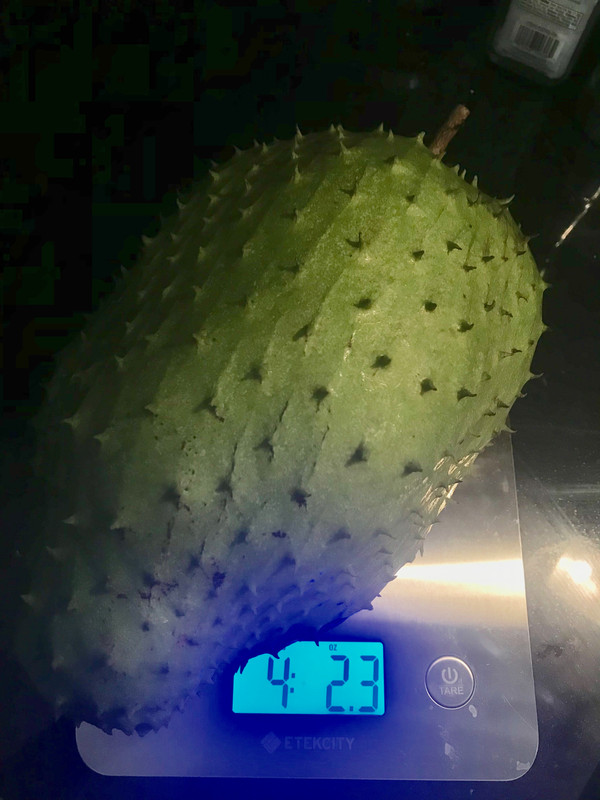 GuanabanaScale62019b
