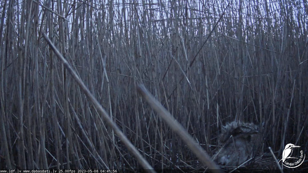Lielais dumpis (Botaurus stellaris) Engurē - LDF tiešraide 7-18-6 screenshot