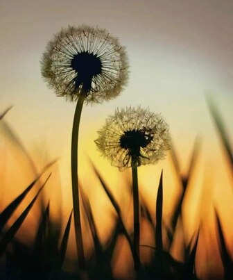 Dandelion-Story