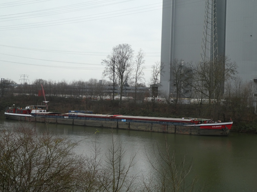 2021.01.15d Wildkatz (1440x1080)