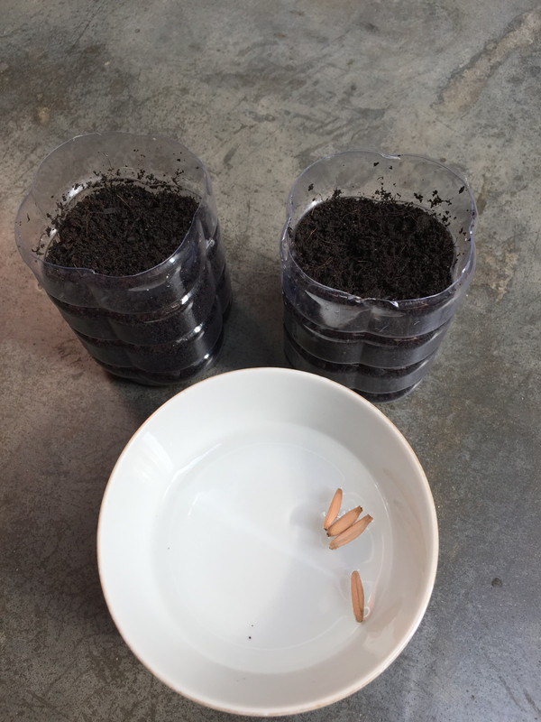 soak-adenium-seeds-in-water.jpg
