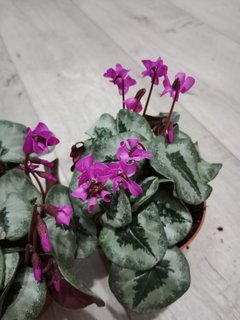 IMG_20250121_164015
