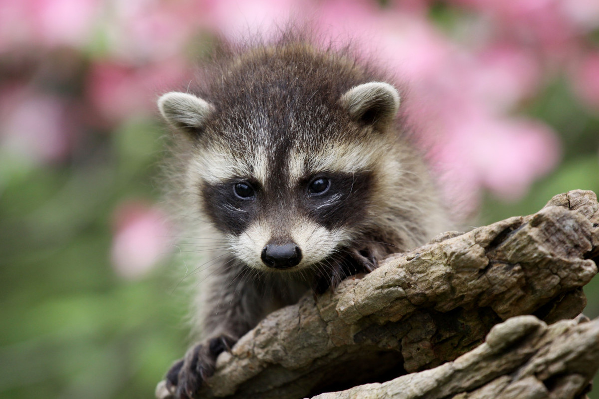 Wildlife-Removal-1.jpg