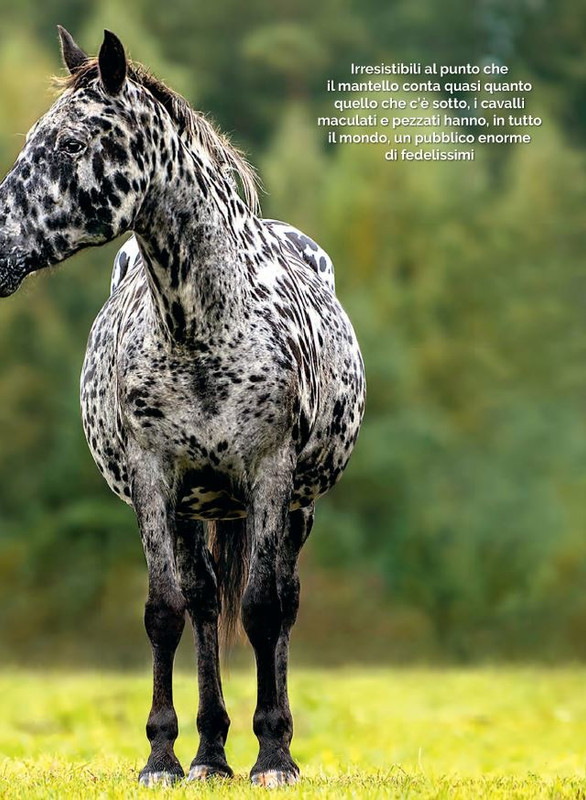 Il Mio Cav (Lug 2023) 2