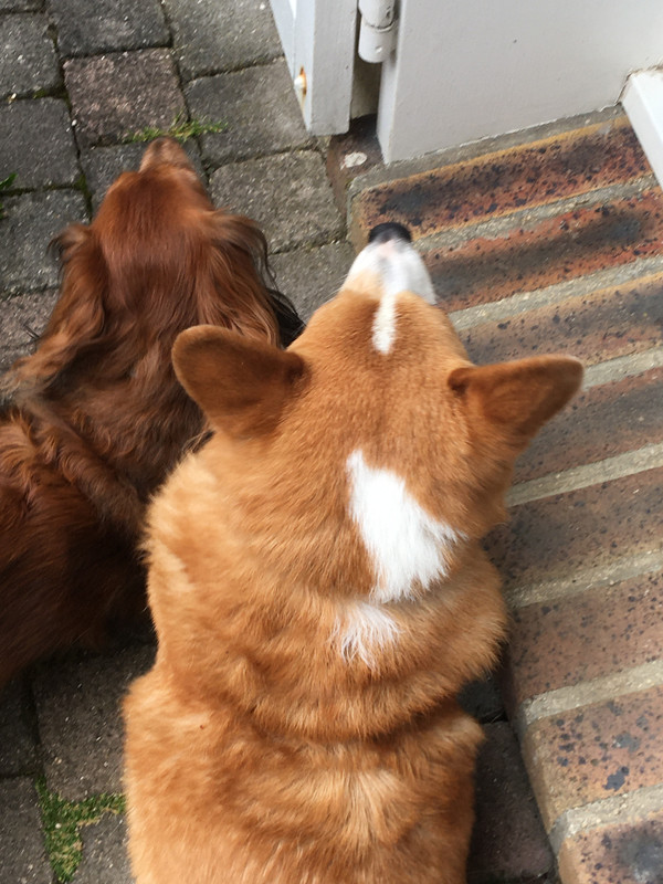 [Image: 6-EBDC01-C-7-C71-497-B-913-A-E9-AE45432-A2-A.jpg]