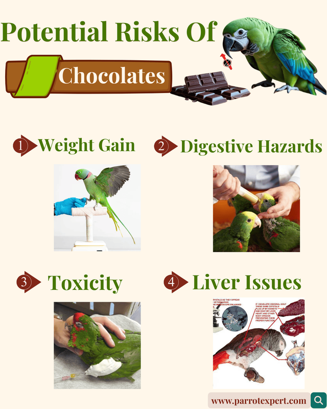 Risks of Feeding Chocolate to Parrots
