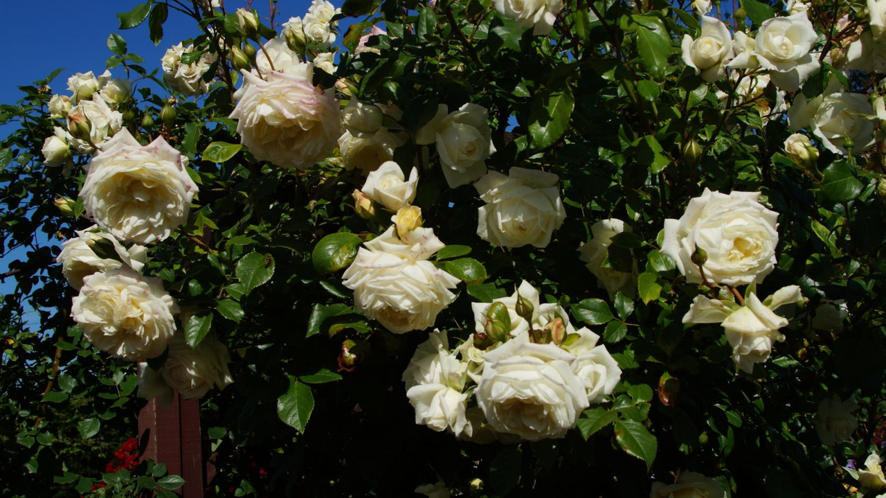 IMG-0bda0ad8dfacc0a2c32d31d183c52f34-V