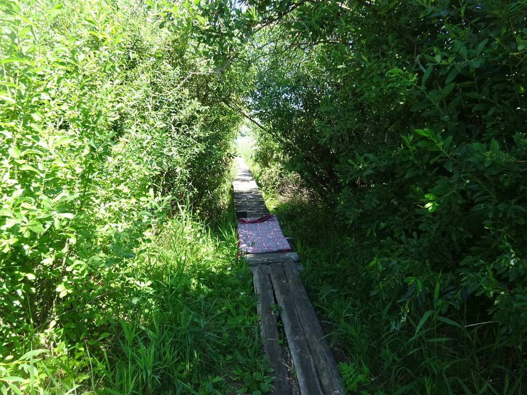 https://i.postimg.cc/C5gmj4DN/DSC03965.jpg