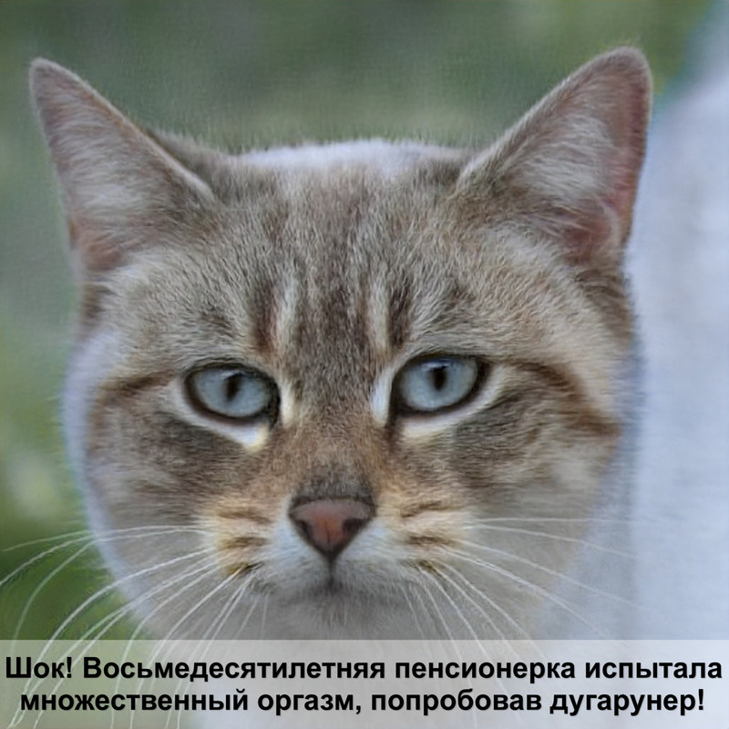 какая кошка самая классная