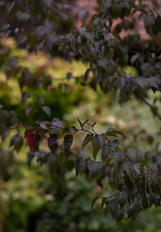 IMG-f35222bb0595a25f0b583081b9318e7b-V