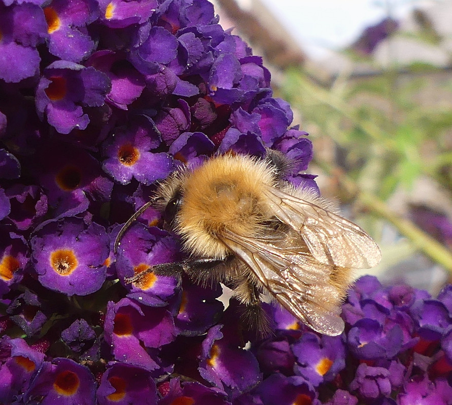 BEE 13 170824