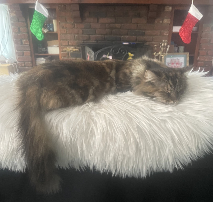 2538CA43-FF7E-4230-A573-DF46A3379095_1_201_a