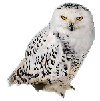 https://i.postimg.cc/C5k7Q0GM/100x101-houette-des-neiges-Domea8-110ms.gif