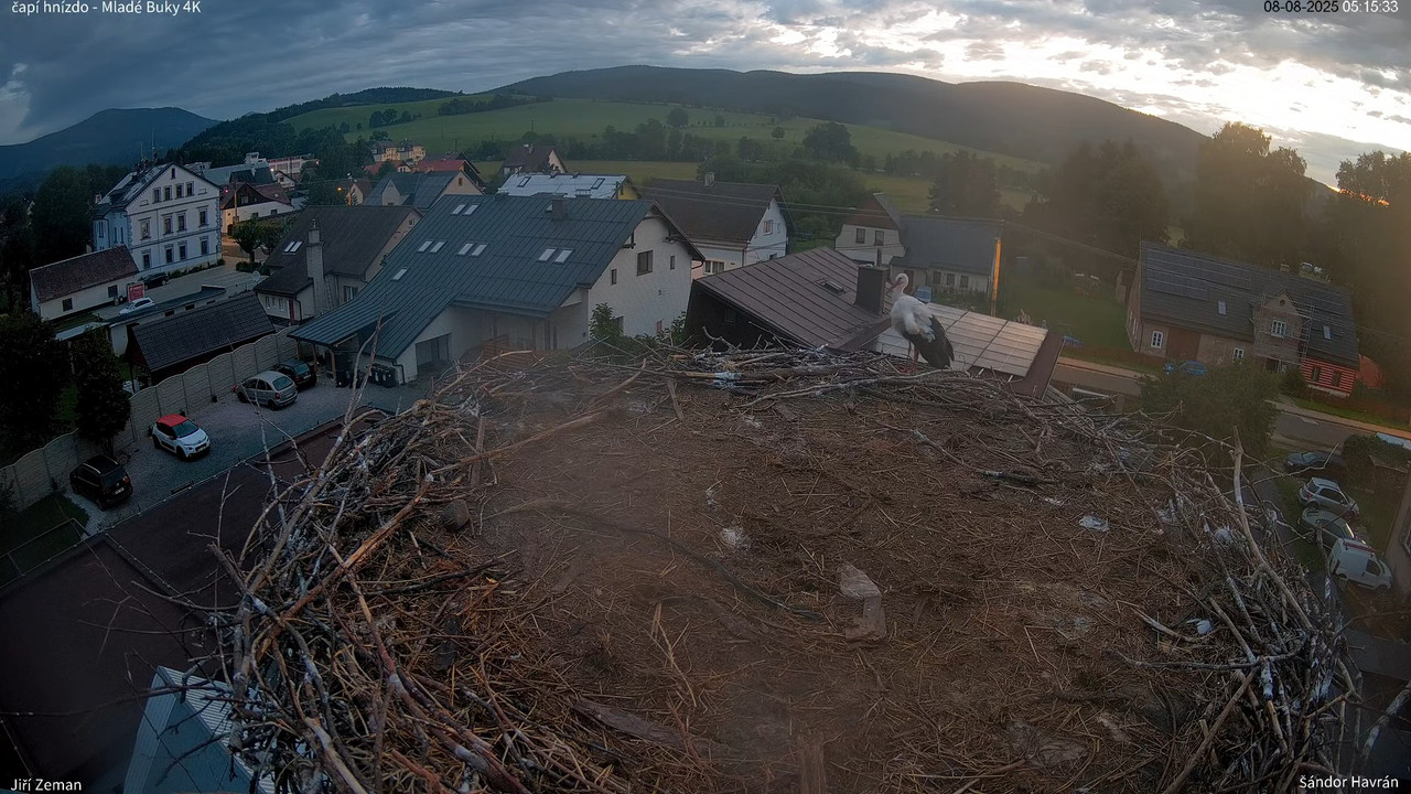 Živá kamera - Mladé Buky - čapí hnízdo 4K 12-17-33 screenshot