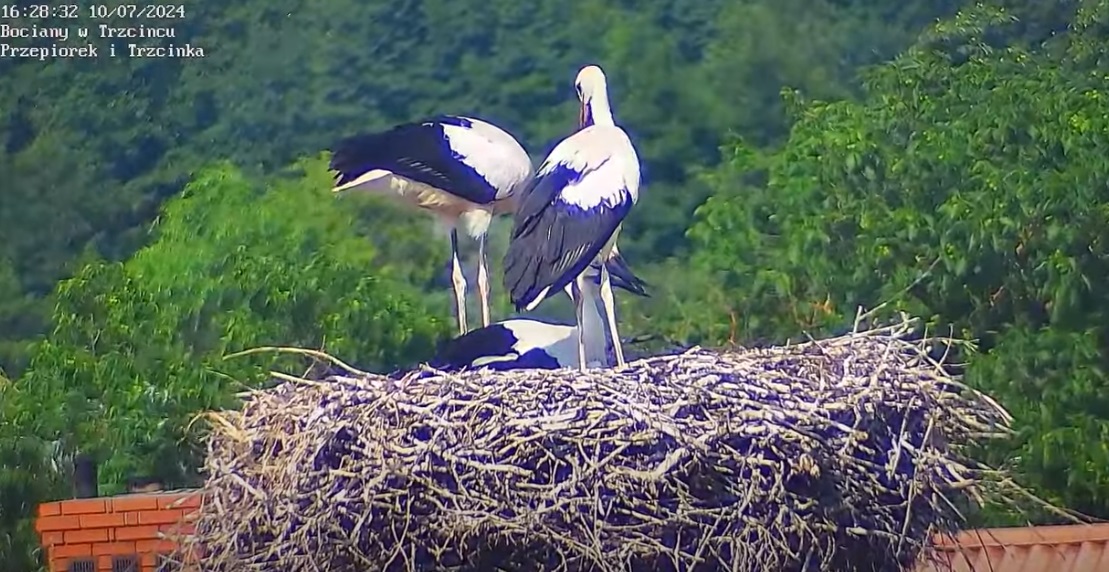 gilgotaniewdziobiechmurki