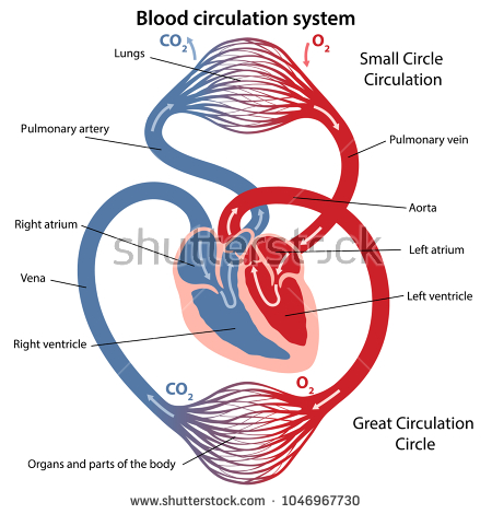 [Image: stock-vector-circulation-of-blood-throug...sectio.jpg]