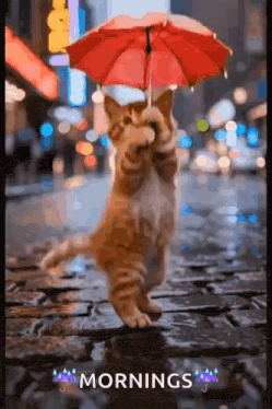 cat-dancing