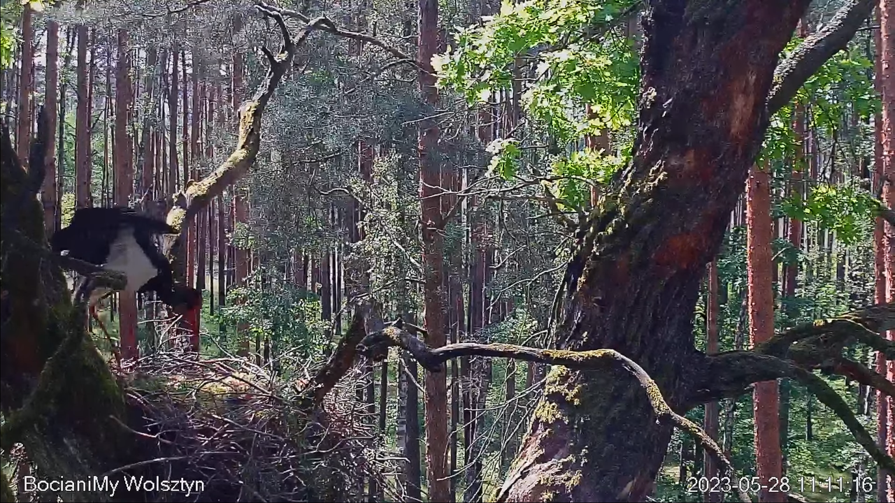 Zrzut ekranu (15087)