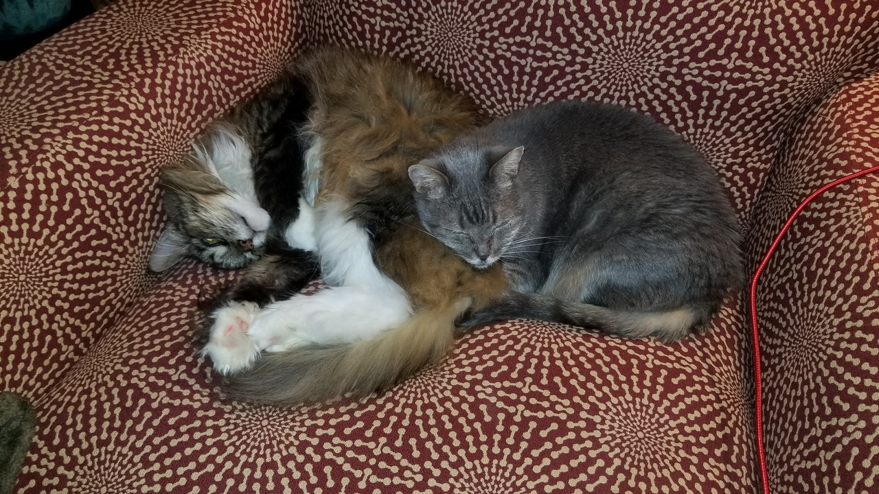 Last ditch effort to save the sweetest exferal cat (won't use litter