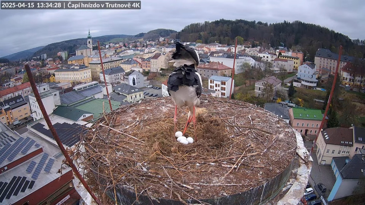 Tiešraidē no stārķa ligzdas uz alus darītavas skursteņa Trutnovā 16-48-27 screenshot