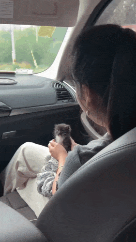 Kitty-First-Car-Rideezgif-7943ae16e0d83ff6.gif