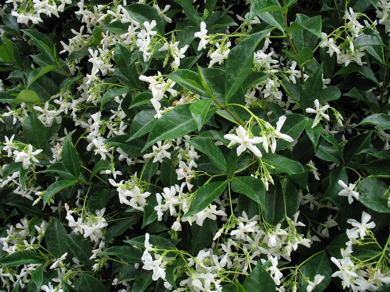 jasmine.jpg