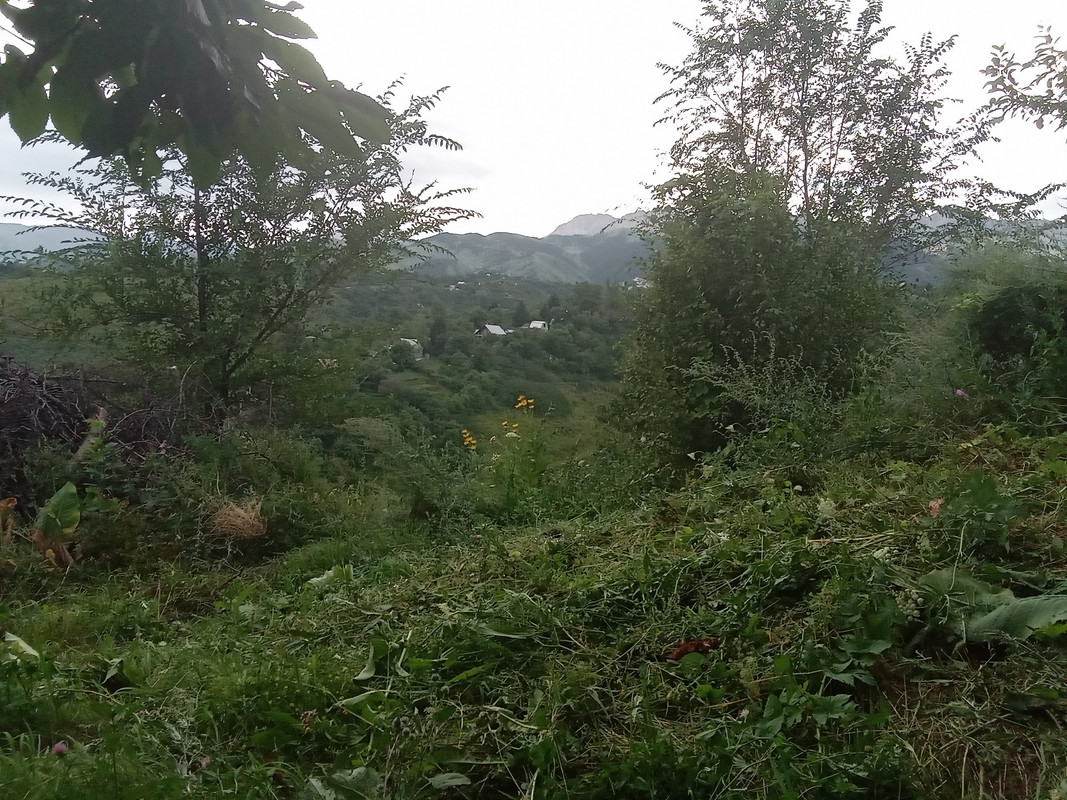 IMG-20240725-180821.jpg