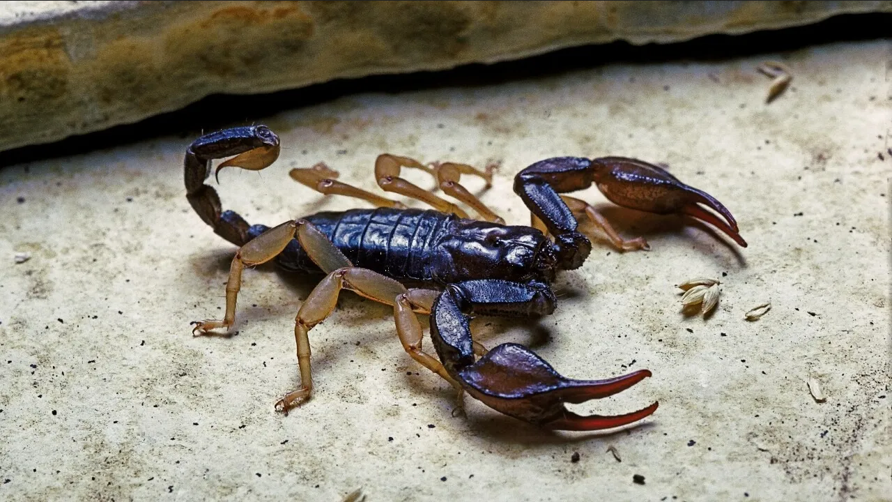 ¿Dónde anidan los alacranes? Esta es la guía para detectarlos en tu hogar