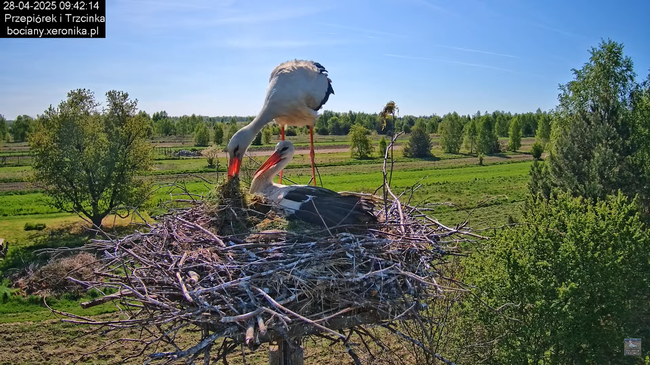 28042025bociany16