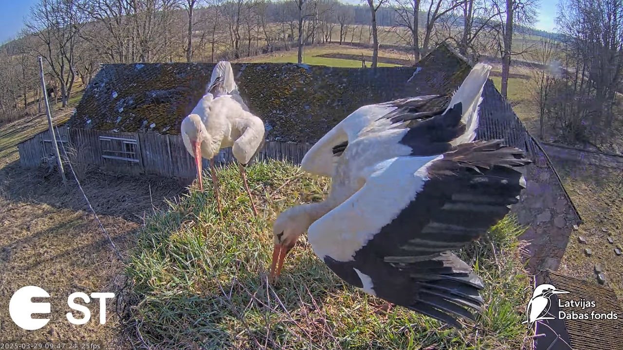 (20) Baltie stārķi (Ciconia ciconia) Tukuma novadā __ White storks in Tukums, Latvia - YouTube - 807
