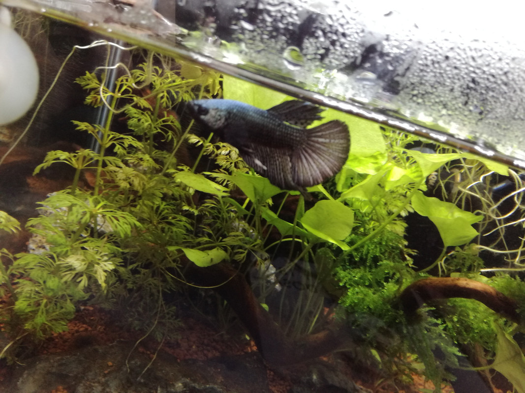 IMG_20180112_123123_resized_20180113_072435955[2285]