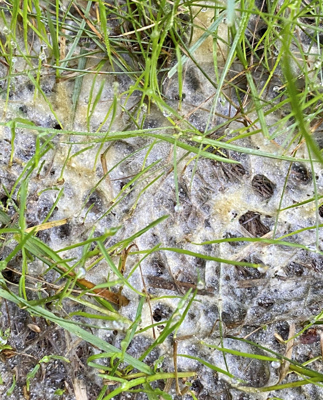 Screen Shot 2021-07-27 at 8.23.55 PM