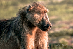 Botswana y Cataratas Victoria: la esencia de África y maravilla natural - Blogs de Botswana - Chobe: territorio de elefantes, leones y muchísimo más. (3)