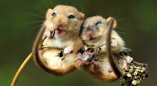2018-Animals-Rodents-Two-mice-vole-on-spikelet-128144