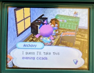 anchovy em acww