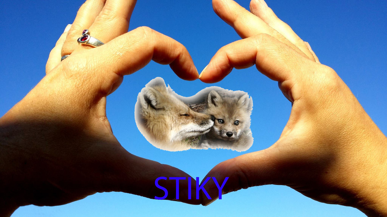 STIKY.jpg